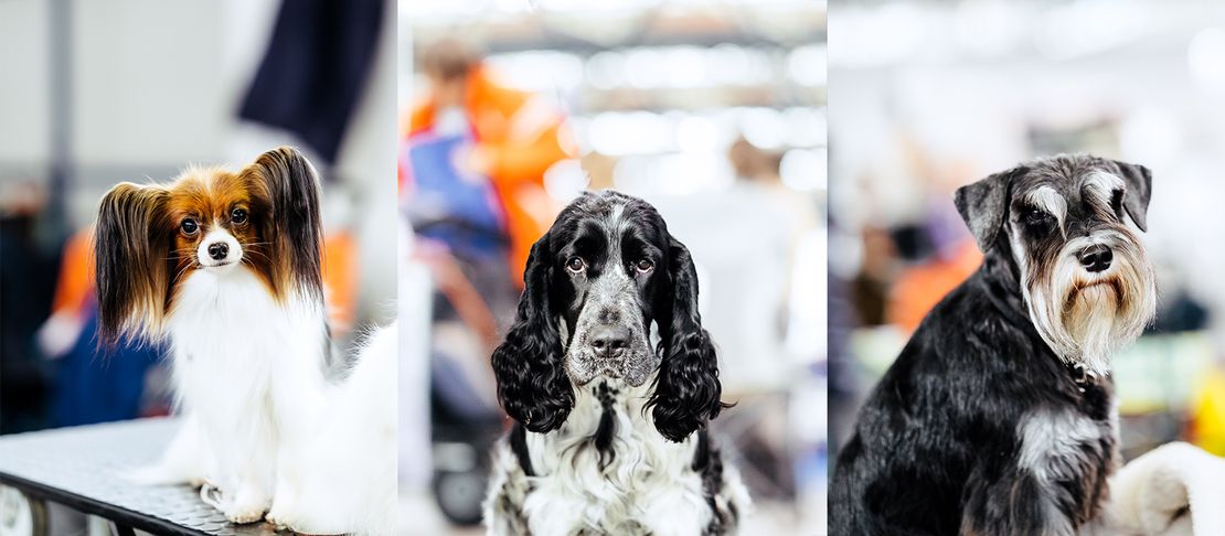 Zagreb Winter Classic 2025 - 2. dan - pripreme