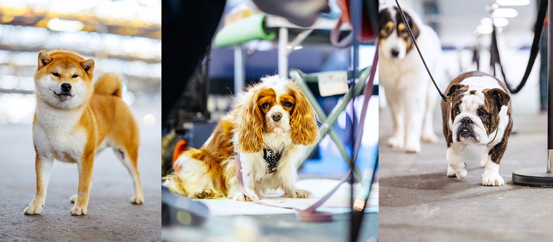 Zagreb Winter Classic 2025 - 3. dan